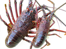 Load image into Gallery viewer, Authentic spiny lobster from Ise Shima 600g