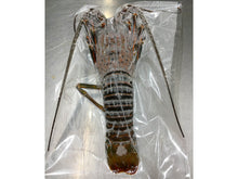 Load image into Gallery viewer, Authentic spiny lobster from Ise Shima 300g