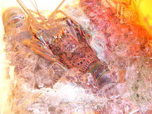 Load image into Gallery viewer, Authentic spiny lobster from Ise Shima 600g