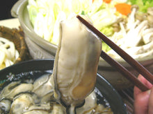Load image into Gallery viewer, 20 pieces of Minamiise oysters
