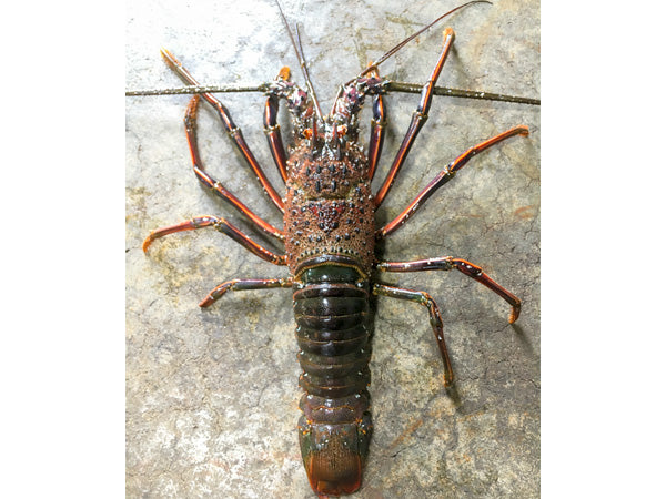 伊勢志摩産 本場伊勢海老 600g – 伊勢志摩 山藤