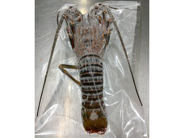 伊勢志摩産 本場伊勢海老 600g – 伊勢志摩 山藤