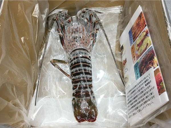 伊勢志摩産 本場伊勢海老 300g | 伊勢志摩 山藤