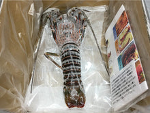Load image into Gallery viewer, Authentic spiny lobster from Ise Shima 500g
