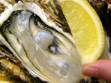 Load image into Gallery viewer, Minamiise oysters 10 pieces
